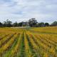 Nairne Vineyard