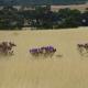 Thistles - closer to Strathalbyn