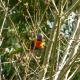 Rainbow Lorikeet 2019