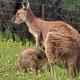 Kangaroo and Joey